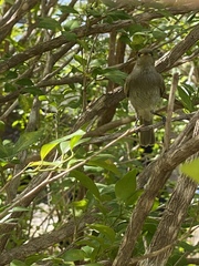 Stomiopera unicolor