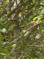Stomiopera unicolor
