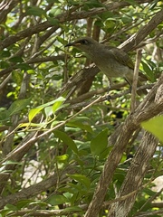 Stomiopera unicolor