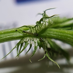 Neumichtis nigerrima