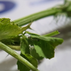 Neumichtis nigerrima