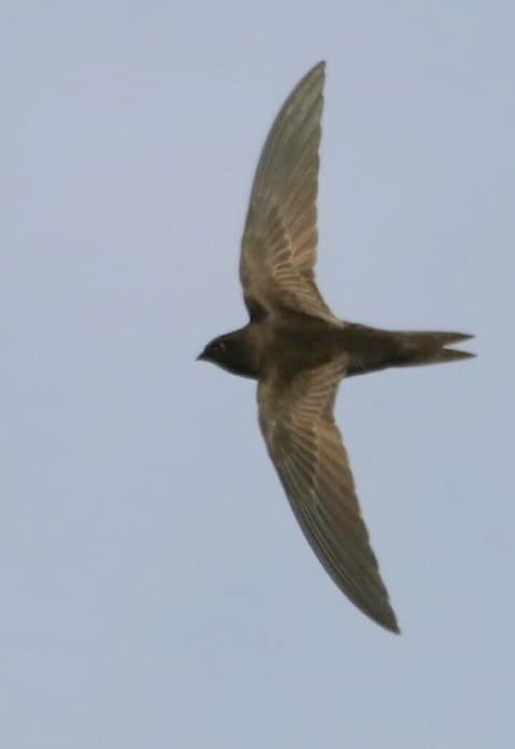 African Black Swift