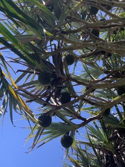 Pandanus