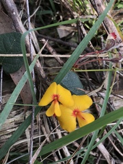 Platylobium infecundum