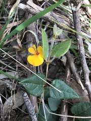 Platylobium infecundum