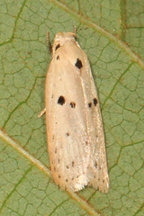 Scythropiodes issikii