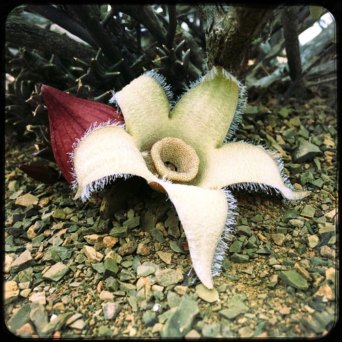Orbea ciliata 2