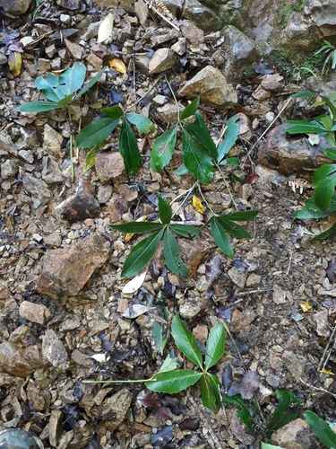 Neopanax colensoi, photograph 5
