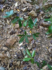 Neopanax colensoi, photograph Leon Perrie, CC BY, iNaturalist via GBIF