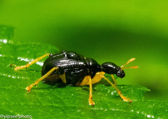 Phymatapoderus flavimanus