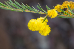 Acacia ruppii
