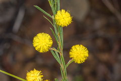 Acacia ruppii