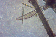 Cymbella