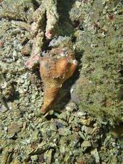 Volegalea cochlidium