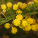 Rupp's Wattle - Photo (c) Liana, some rights reserved (CC BY-NC), uploaded by Liana