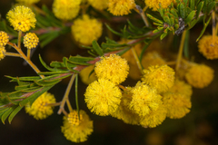 Acacia ruppii