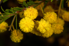 Acacia ruppii