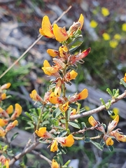 Pultenaea largiflorens