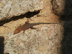 Archaeolacerta bedriagae