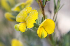 Gompholobium virgatum