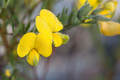 Gompholobium virgatum