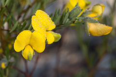 Gompholobium virgatum