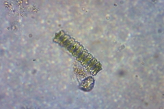 Desmidium