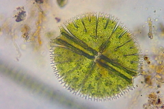 Micrasterias rotata