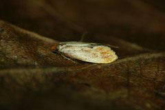 Tinea semifulvella