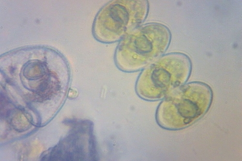 Cosmarium bioculatum