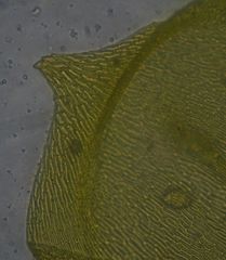 Lembophyllum divulsum