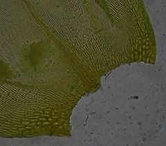 Lembophyllum divulsum