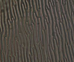 Lembophyllum divulsum