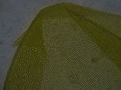 Lembophyllum divulsum