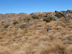 Olearia cymbifolia