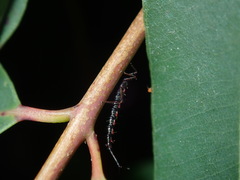Idolothrips spectrum