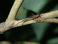 Idolothrips spectrum