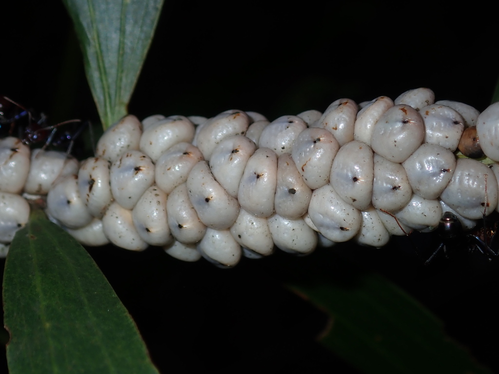 Citrus Scale on a plant