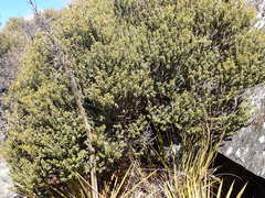 Olearia cymbifolia