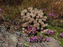 Armeria caespitosa