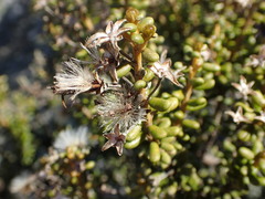 Olearia cymbifolia