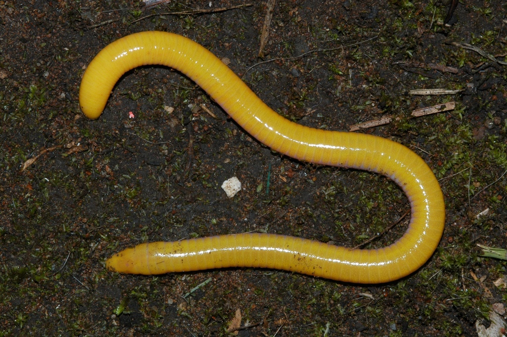 Aqua Ize Caecilian