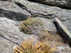Olearia cymbifolia