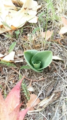 Himantoglossum hircinum