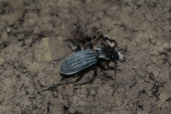 Carabus septemcarinatus