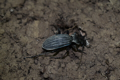 Carabus septemcarinatus