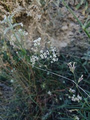 Asperula aristata