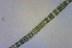 Desmidium grevillei