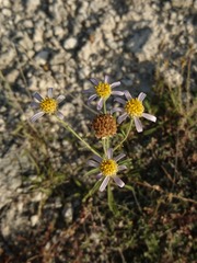 Aster willkommii