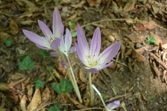 Colchicum speciosum